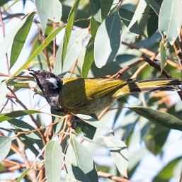 White-eared and Yellow-throated…