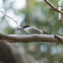 Gilbert's Honeyeater