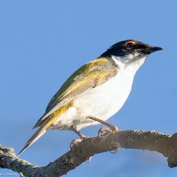 Dark-headed Honeyeaters