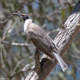 Typical Friarbirds