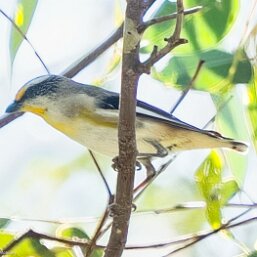 Striated Pardalote