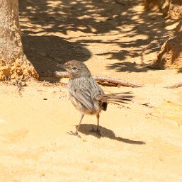 Thornbills and Allies