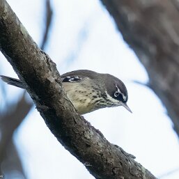 Spotted Scrubwren