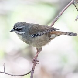 White-browed Scrubwren