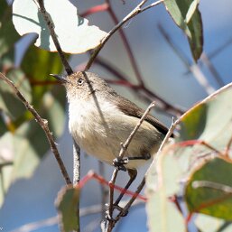 Western Thornbill