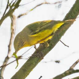 Yellow Thornbill