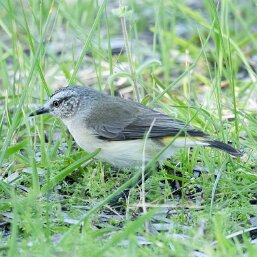 Yellow-rumped Thornbill