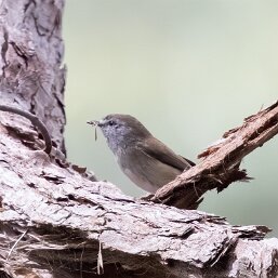 Brown Gerygone