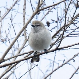 Western Gerygone
