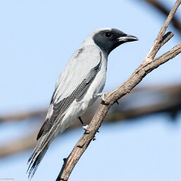 Cuckooshrikes