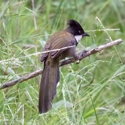 Whipbirds and Wedgebills