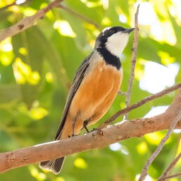 Rufous Whistler