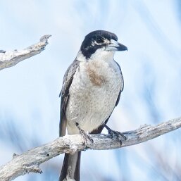 Typical Butcherbirds