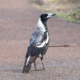 Australian Magpies
