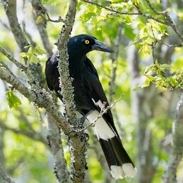 Currawongs