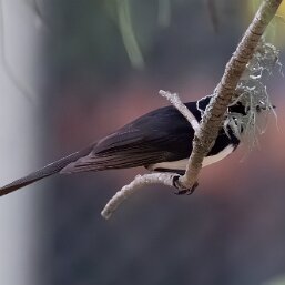 Leaden Flycatcher