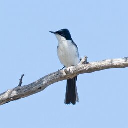 Monarch Flycatchers