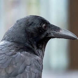 Crows, Jays and Magpies