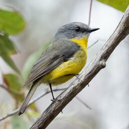 Australasian Robins