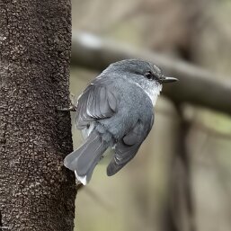 White-breasted Robin