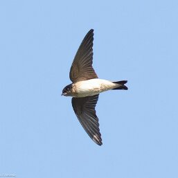 Tree Martin