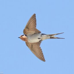 Swallows and Martins