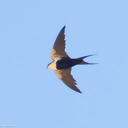 White-backed Swallow