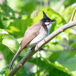 Bulbuls