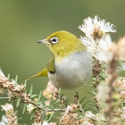 Typical White-eyes