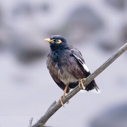 Common Myna