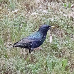 European Starling