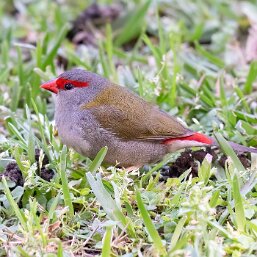 Waxbills and Allies