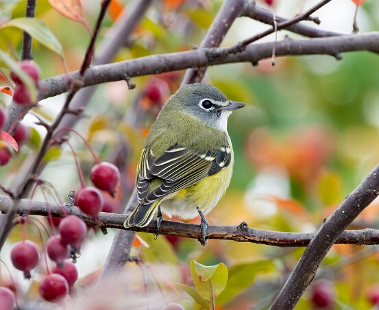 Vireo, Blue-headed