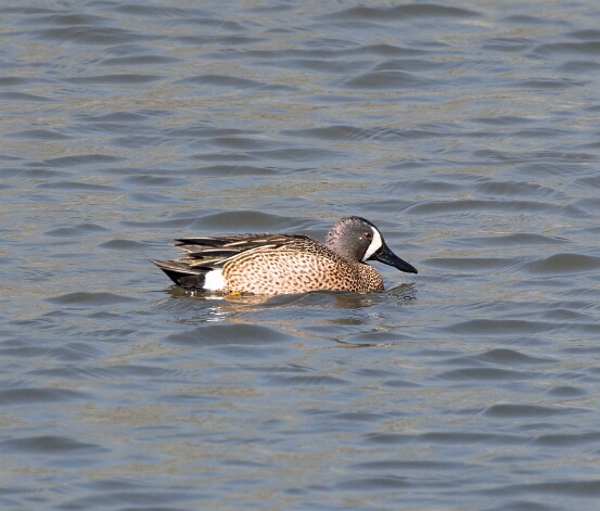 Teal, Blue-winged