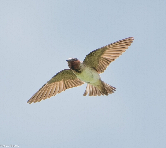 Swallow, Cliff