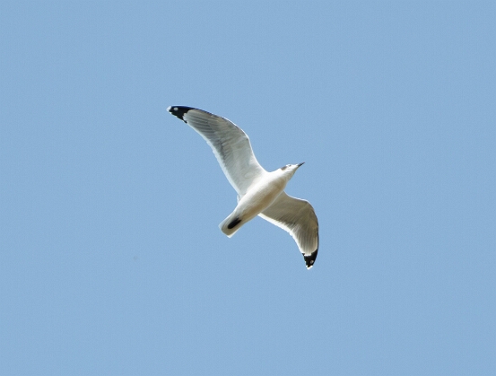 Gull, Franklin's
