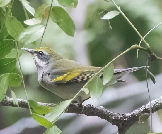 Warbler, Golden-winged