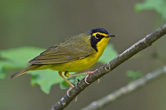 Warbler, Kentucky