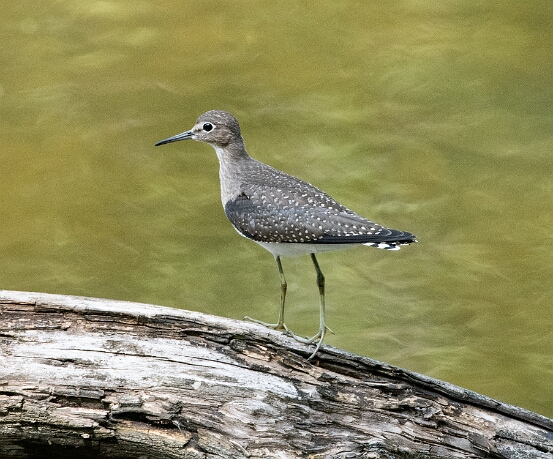 Sandpiper, Solitary