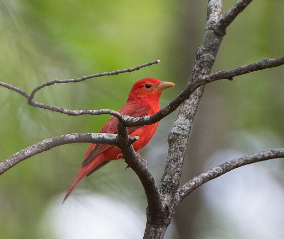 Tanager, Summer