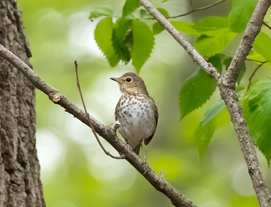 Thrush, Swainson's