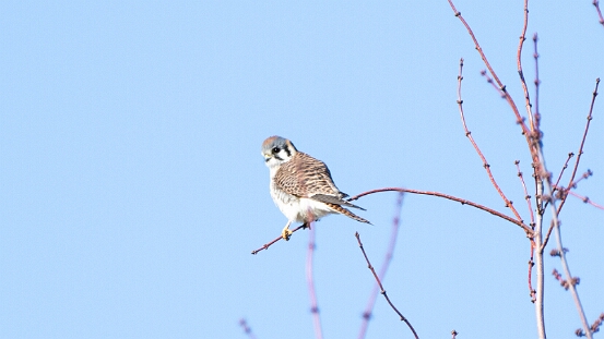 Kestrel, American