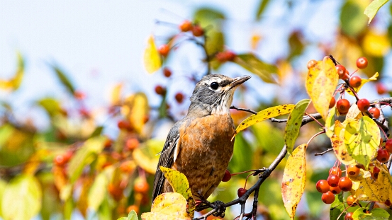 Robin, American