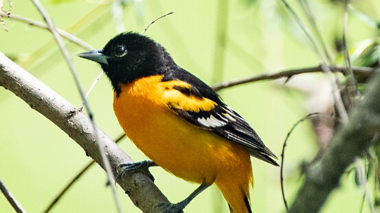 Oriole, Baltimore