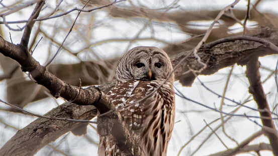 Owl, Barred