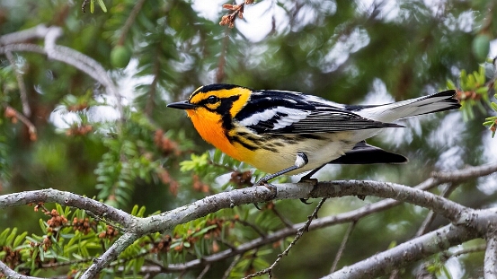 Warbler, Blackburnian