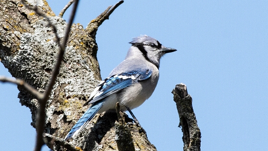 Jay, Blue