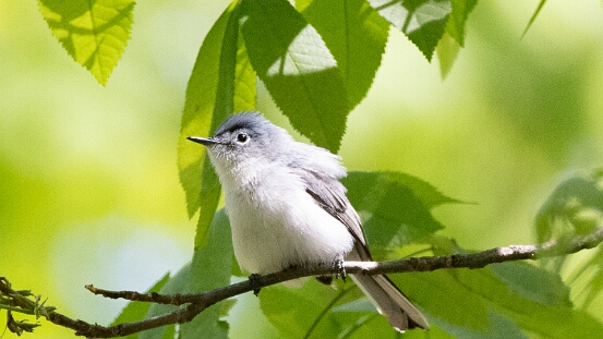 Gnatcatcher, Blue-gray