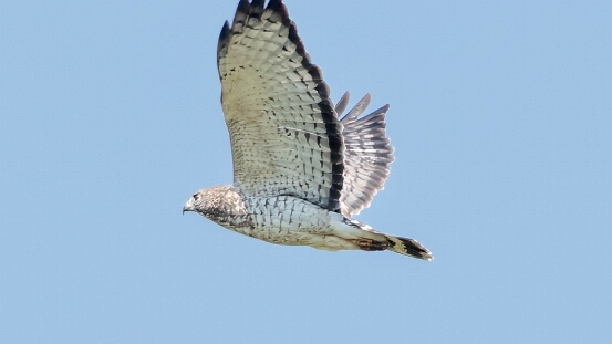 Hawk, Broad-winged