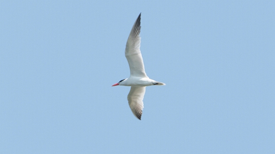 Tern, Caspian